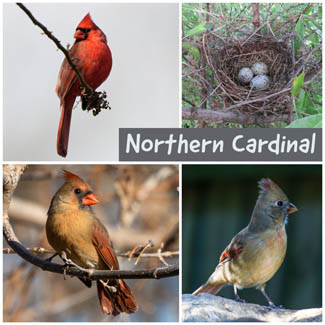 Northern Cardinal